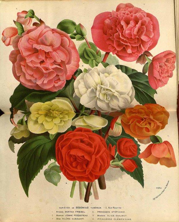 B. ‘Mlle. Jeanne Pecquereau’